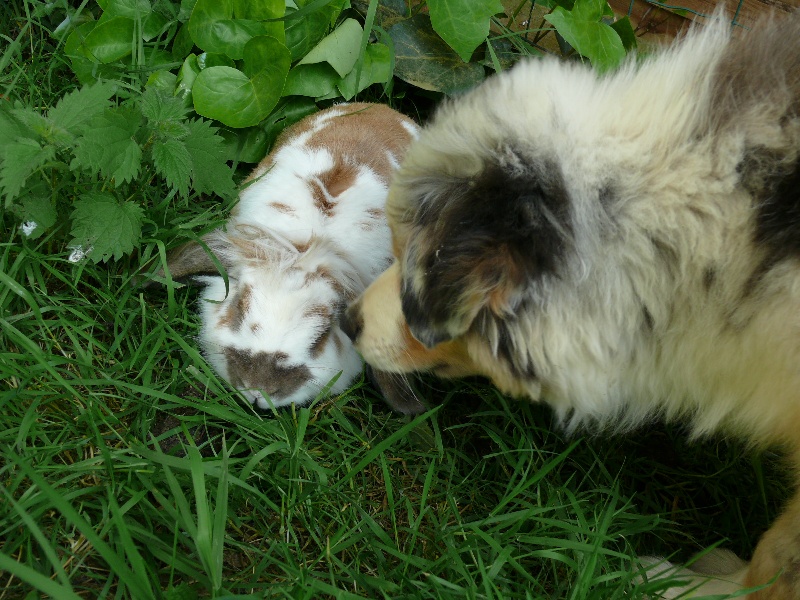 Gaïa blue girl Des  mazellières