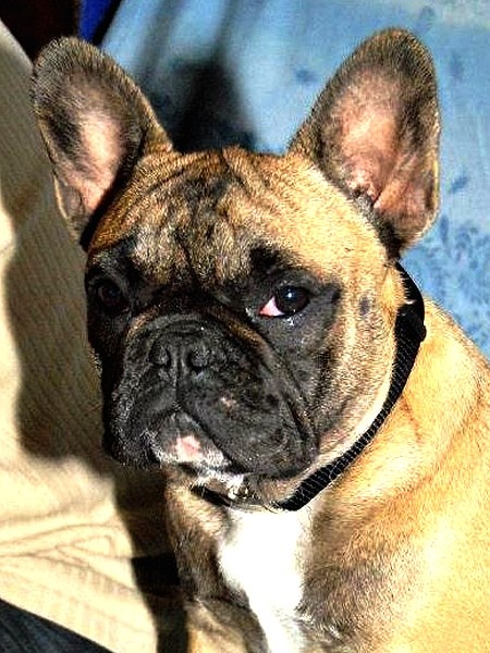 Létanka des Bouly du Bonheur - 2eme Prometteur