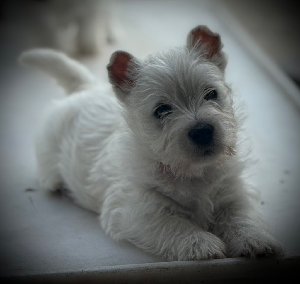 Apple De La Douce Source