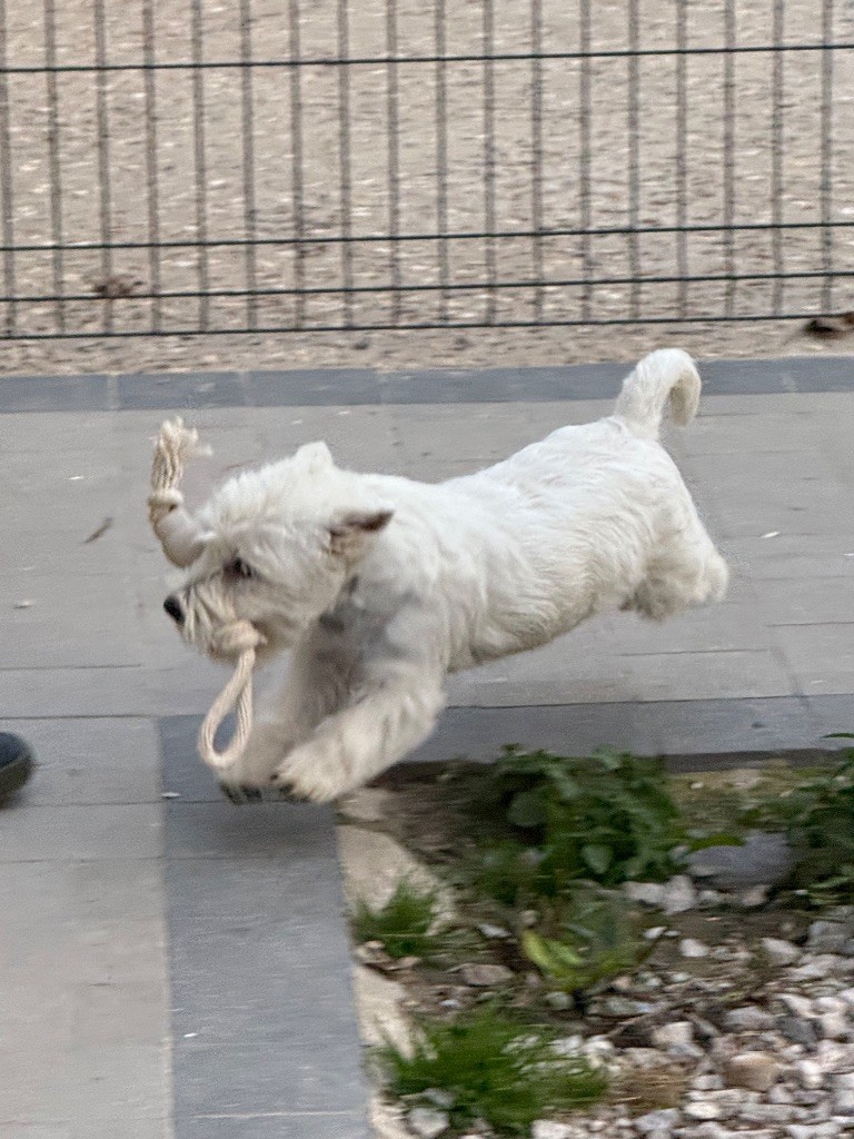 Apple De La Douce Source