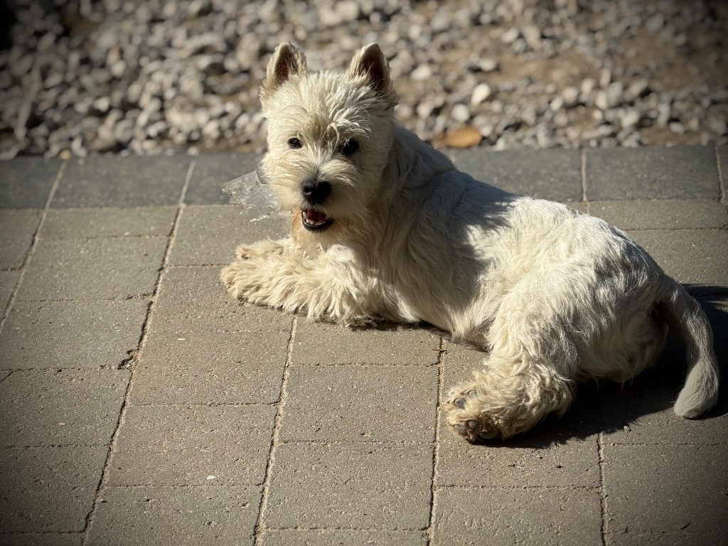 Apple De La Douce Source