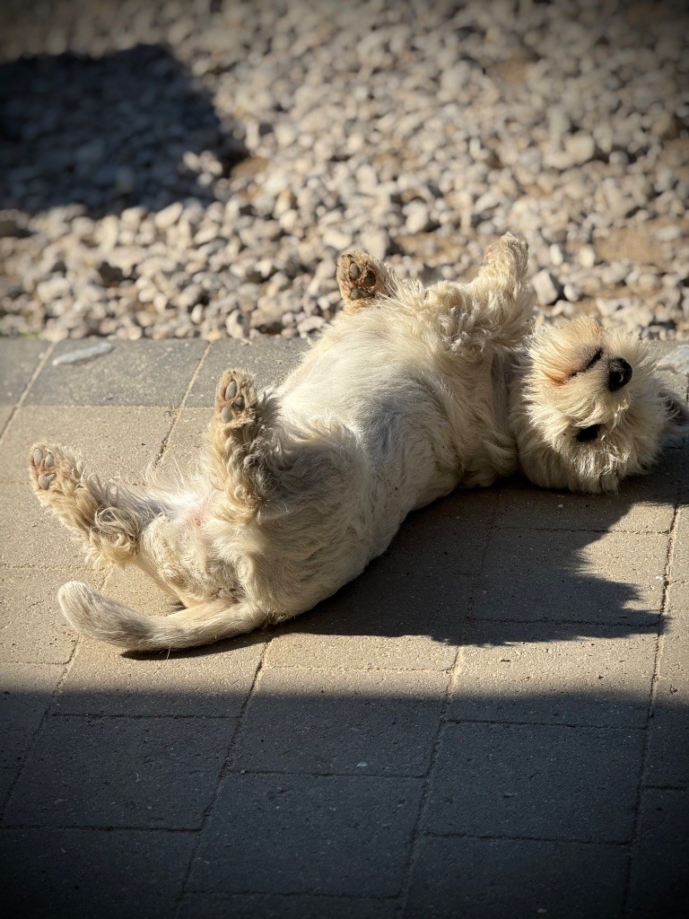 Apple De La Douce Source