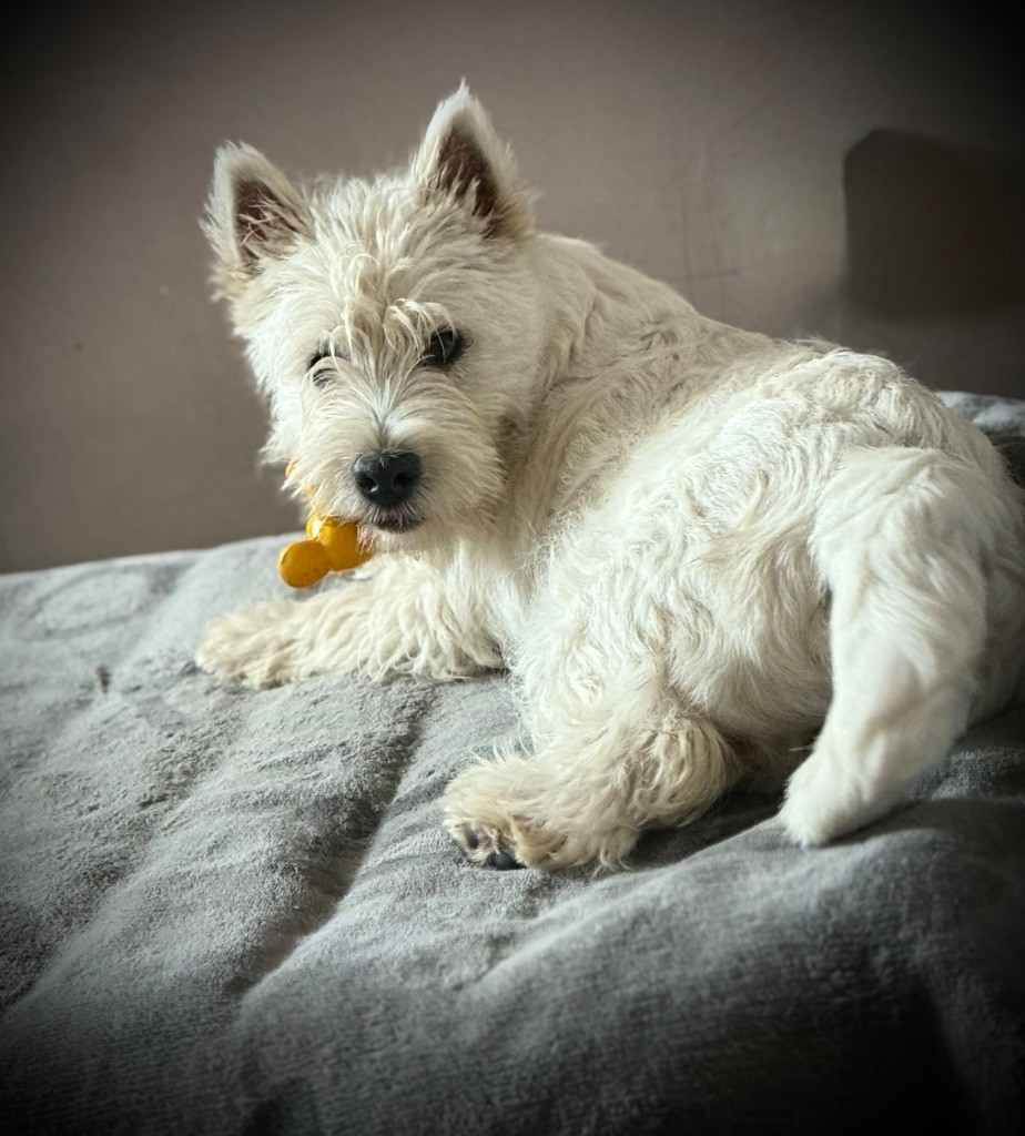 Apple De La Douce Source