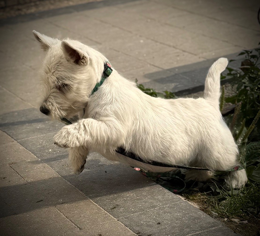 Apple De La Douce Source