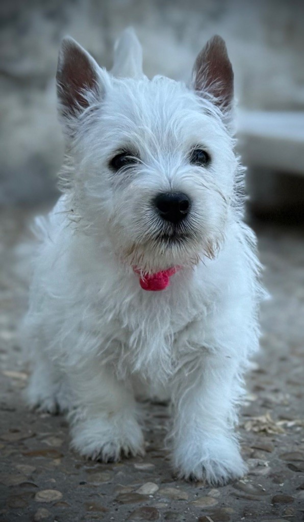 Apple De La Douce Source