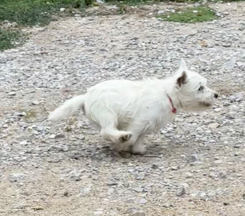 Apple De La Douce Source