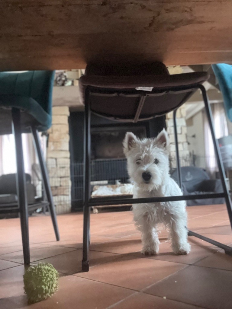 Apple De La Douce Source