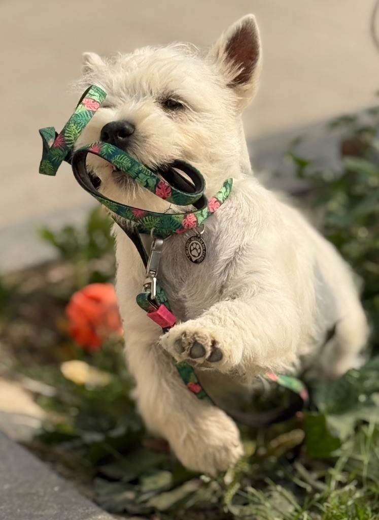 Apple De La Douce Source