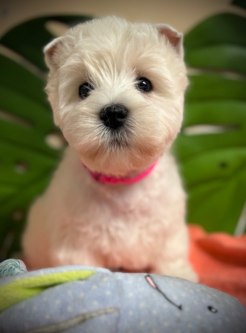 Alpine de la douce source (collier rose)