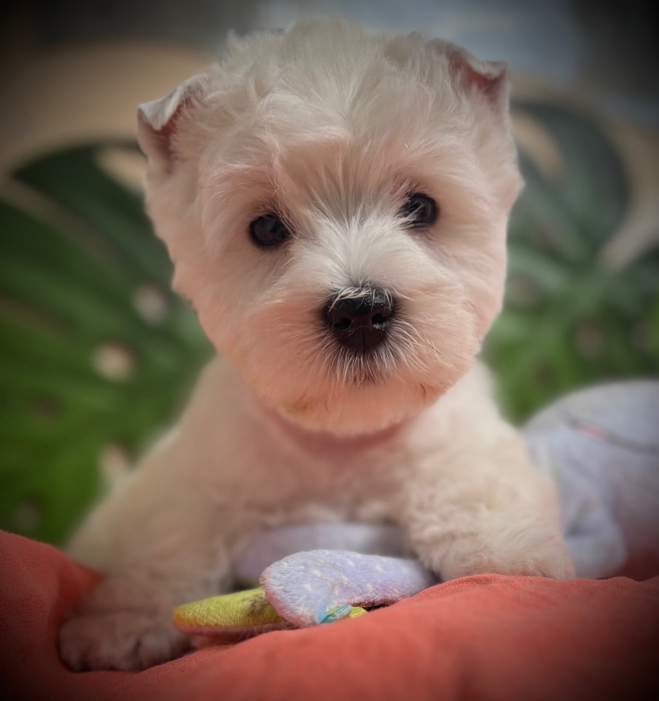 Alpine de la douce source (collier rose)