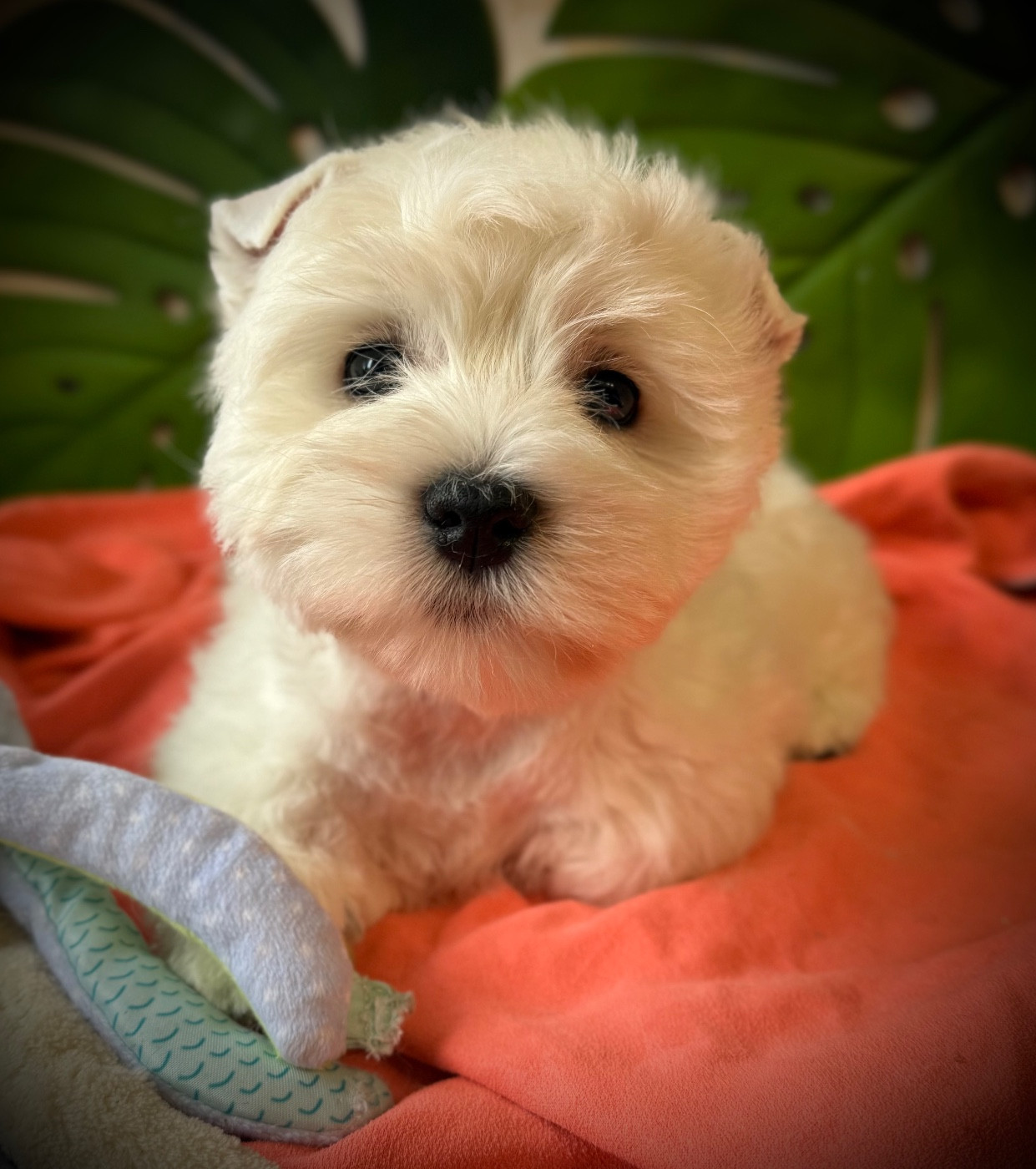 Althéa de la Douce Source (collier jaune)