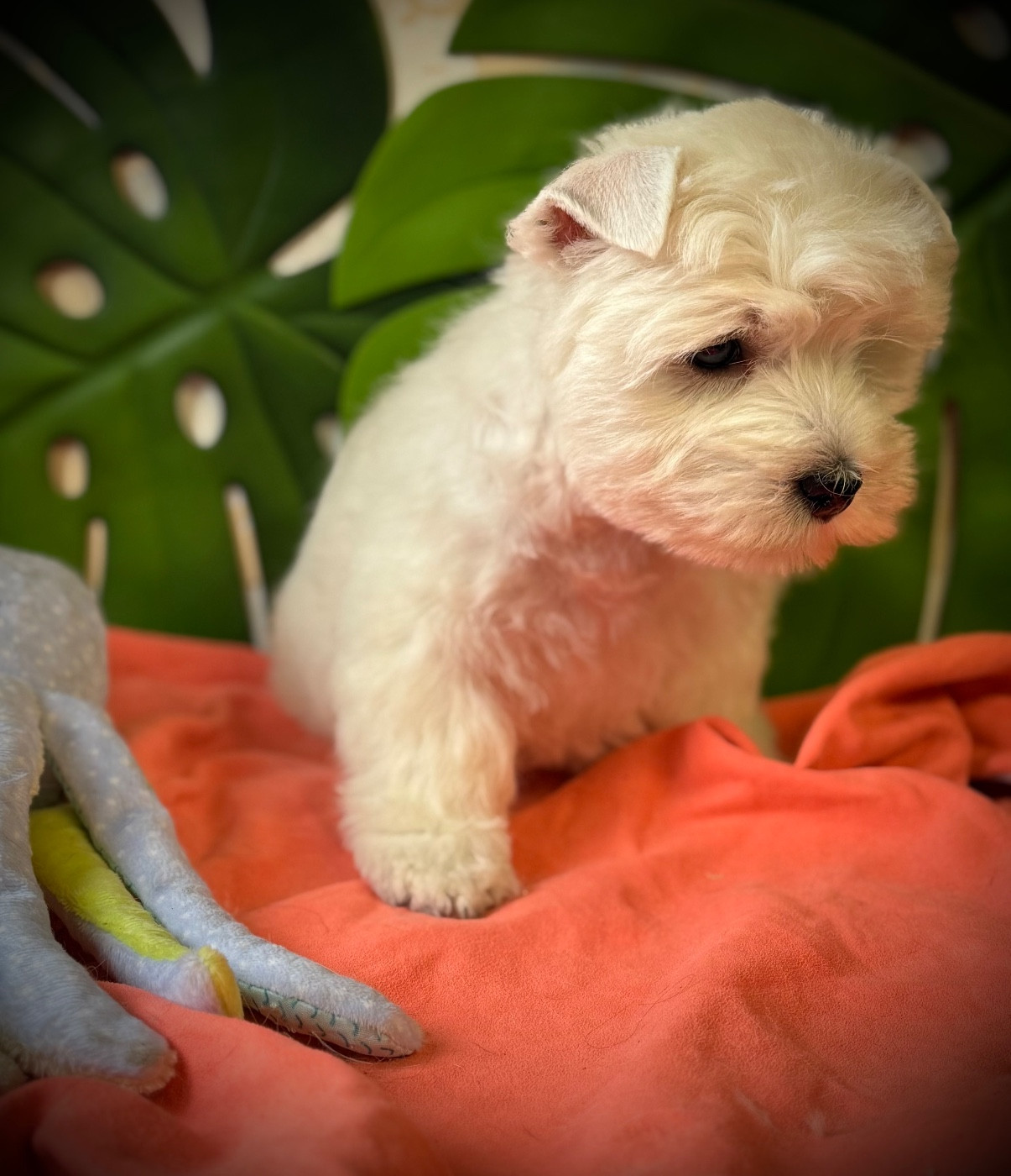 Althéa de la Douce Source (collier jaune)