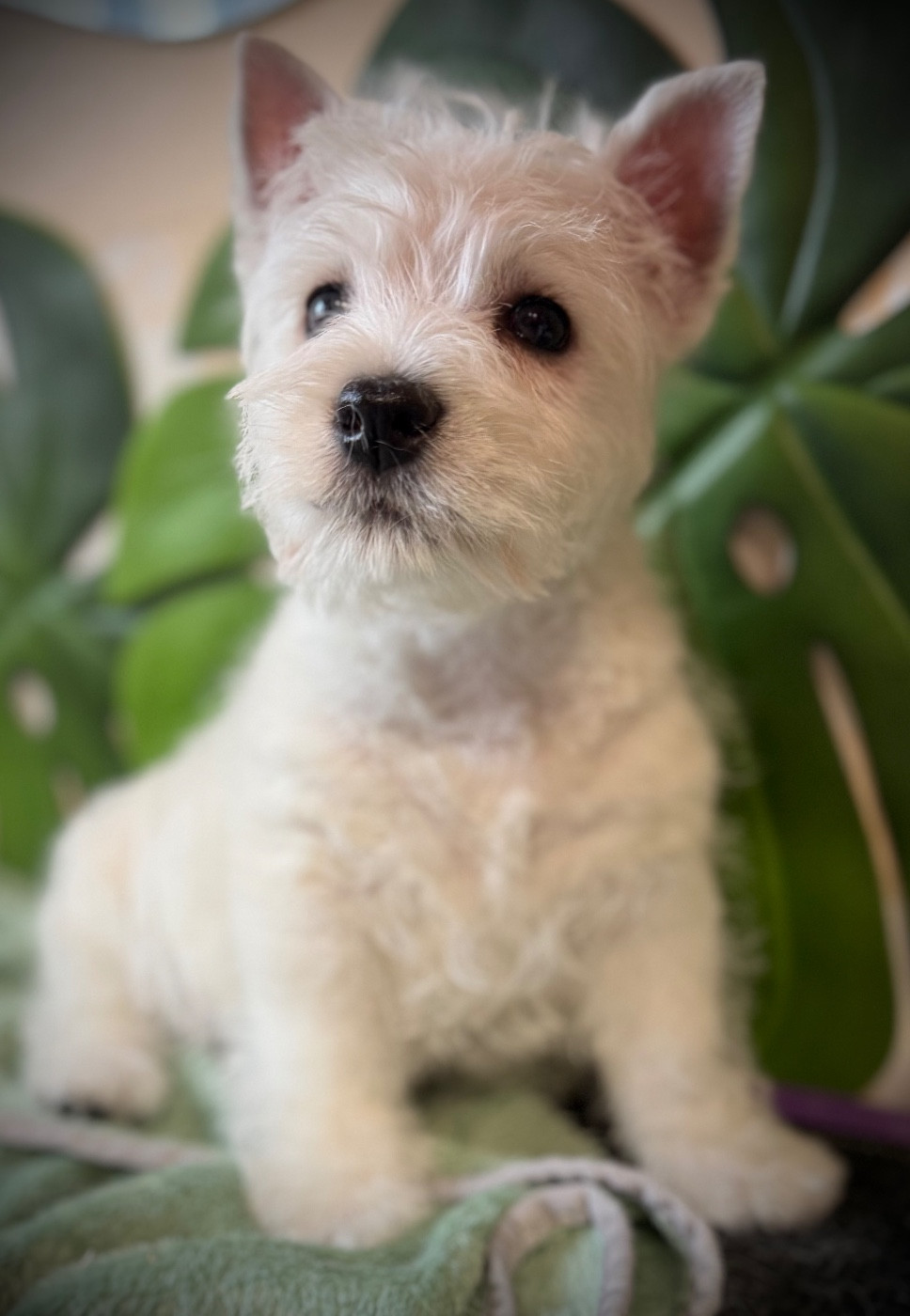 ARTY de la Douce Source (collier bleu)