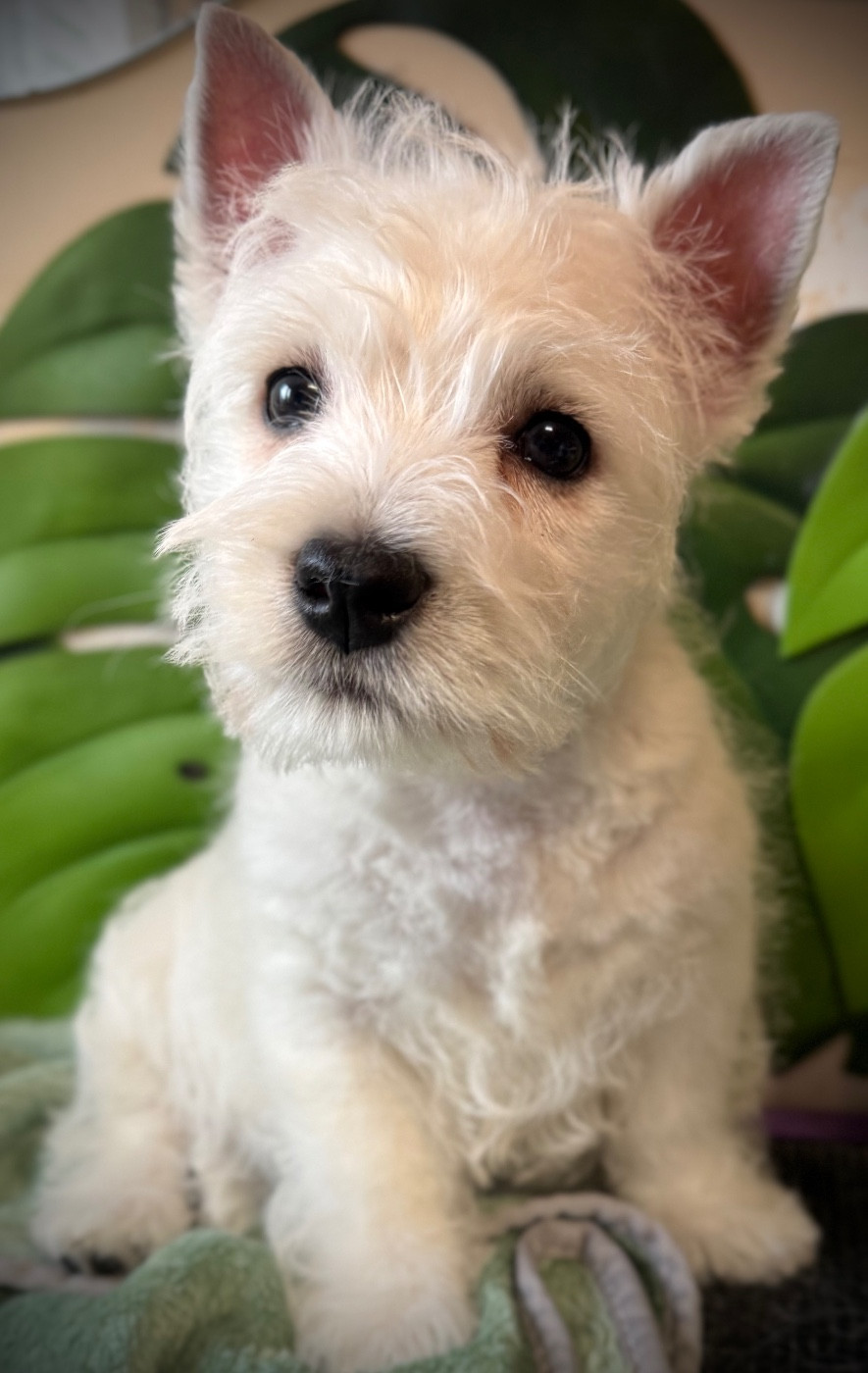 ARTY de la Douce Source (collier bleu)