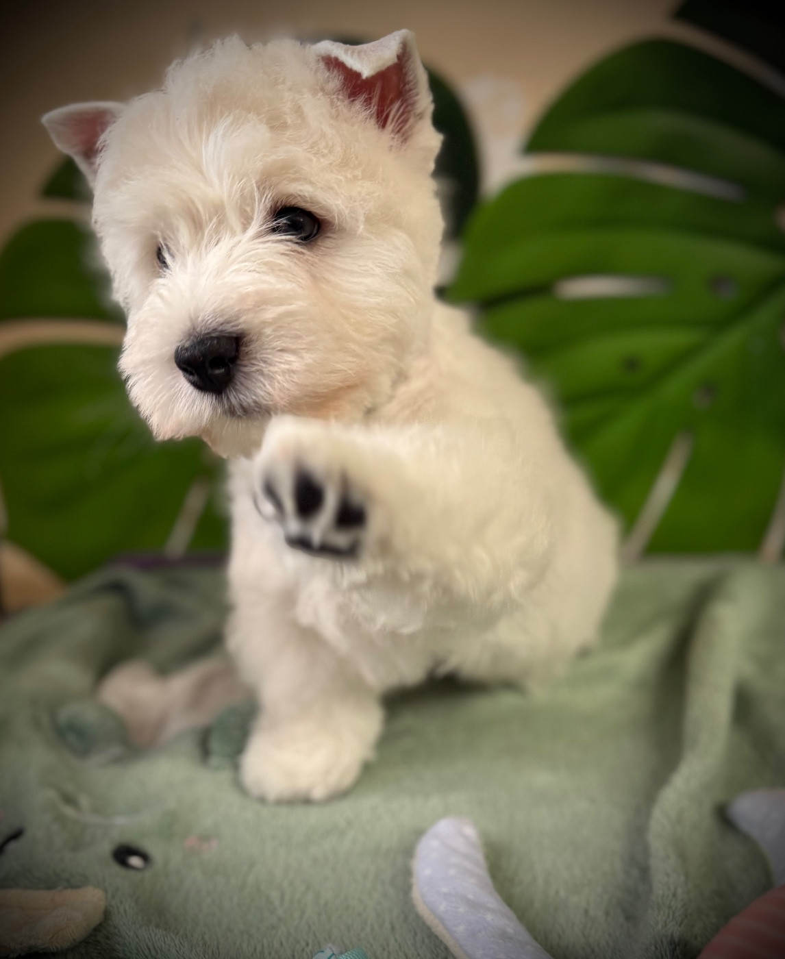 AIBO de la Douce Source (collier vert)