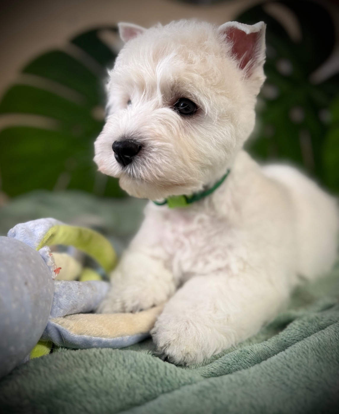 AIBO de la Douce Source (collier vert)