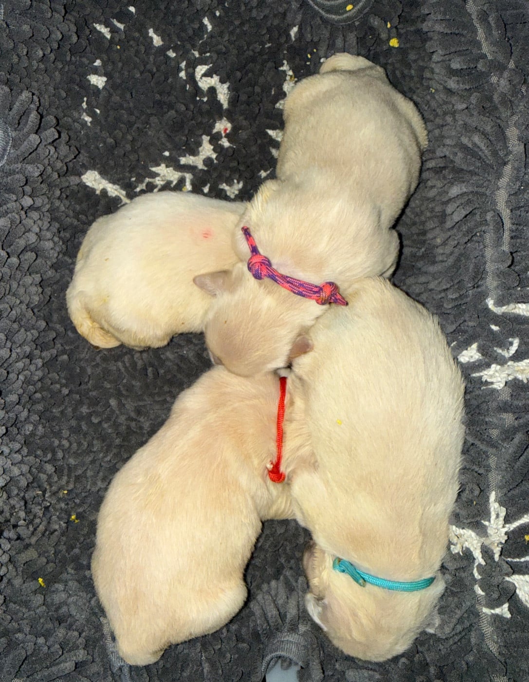 CHIOT 1 - Golden Retriever