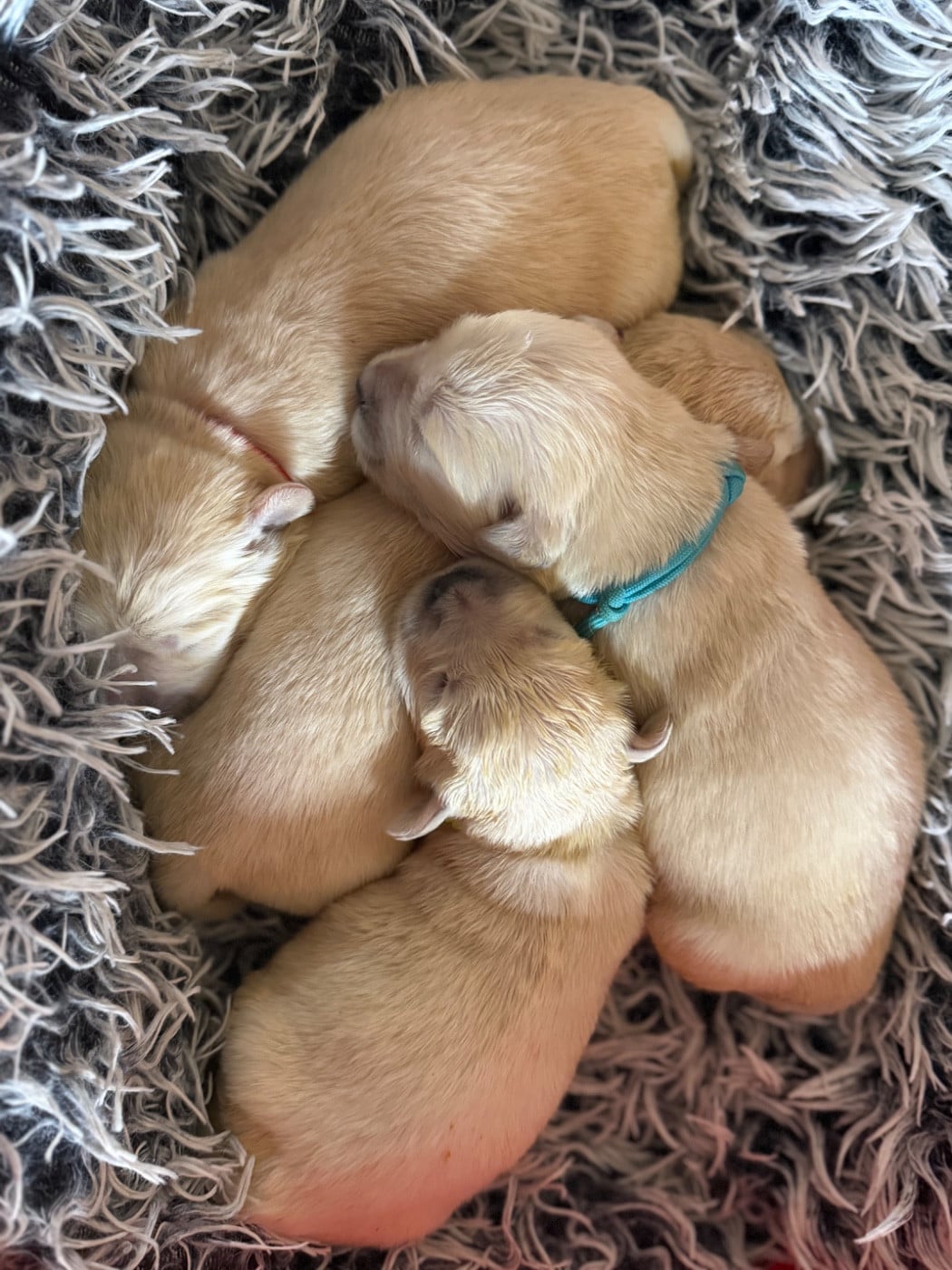 CHIOT 3 - Golden Retriever