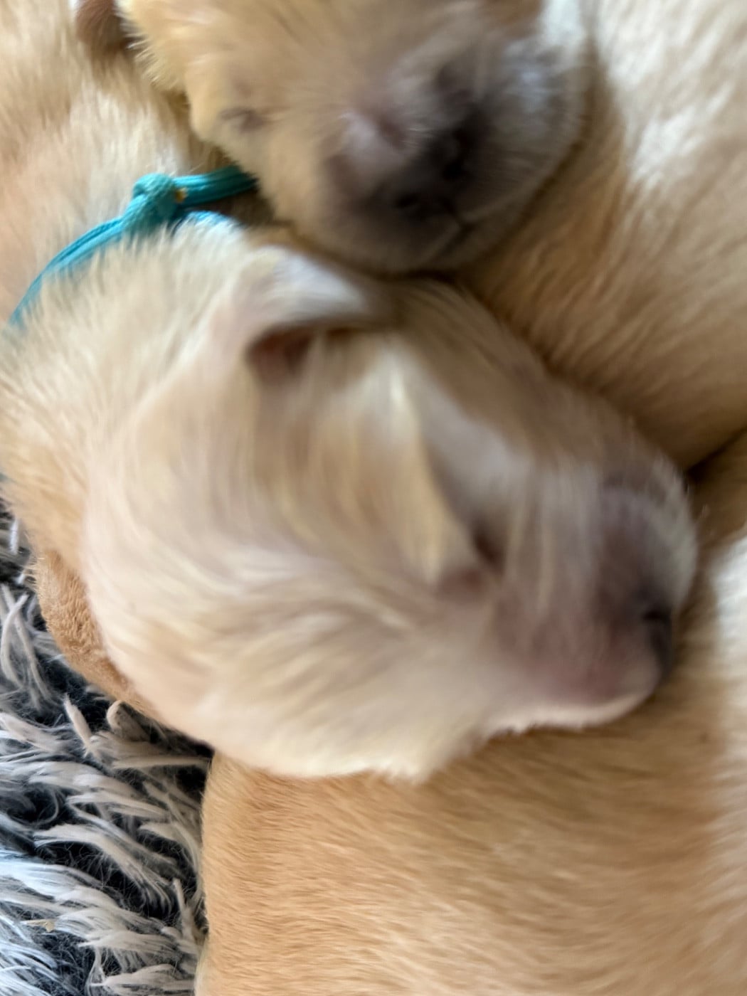 CHIOT 4 - Golden Retriever