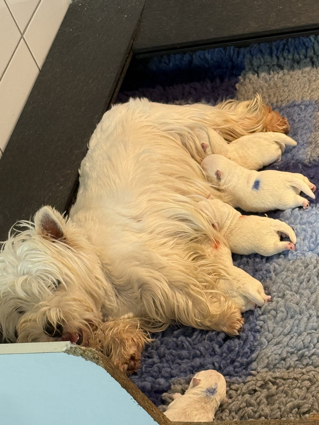 Chiot N°2 - West Highland White Terrier