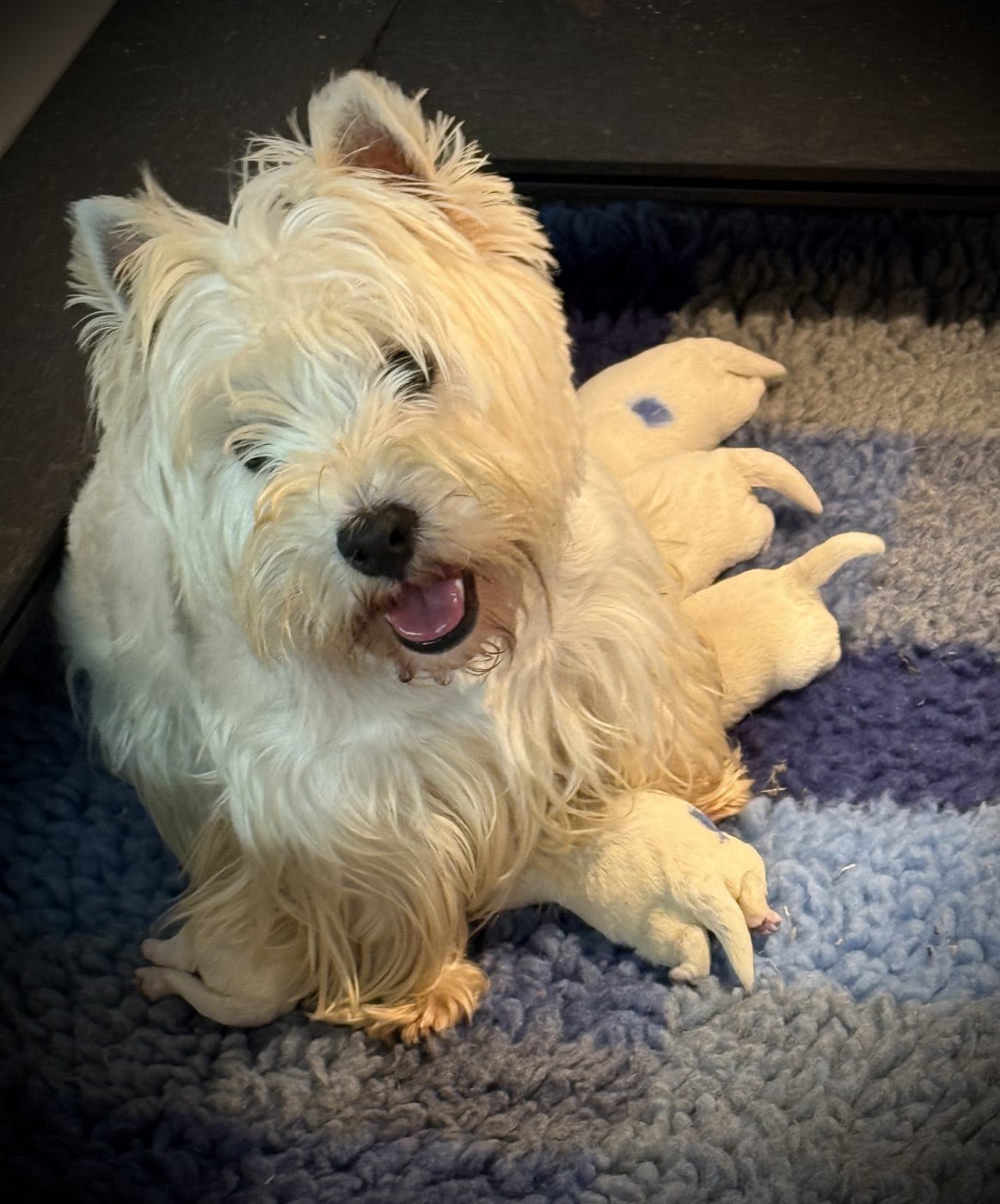 Chiot N°5 - West Highland White Terrier