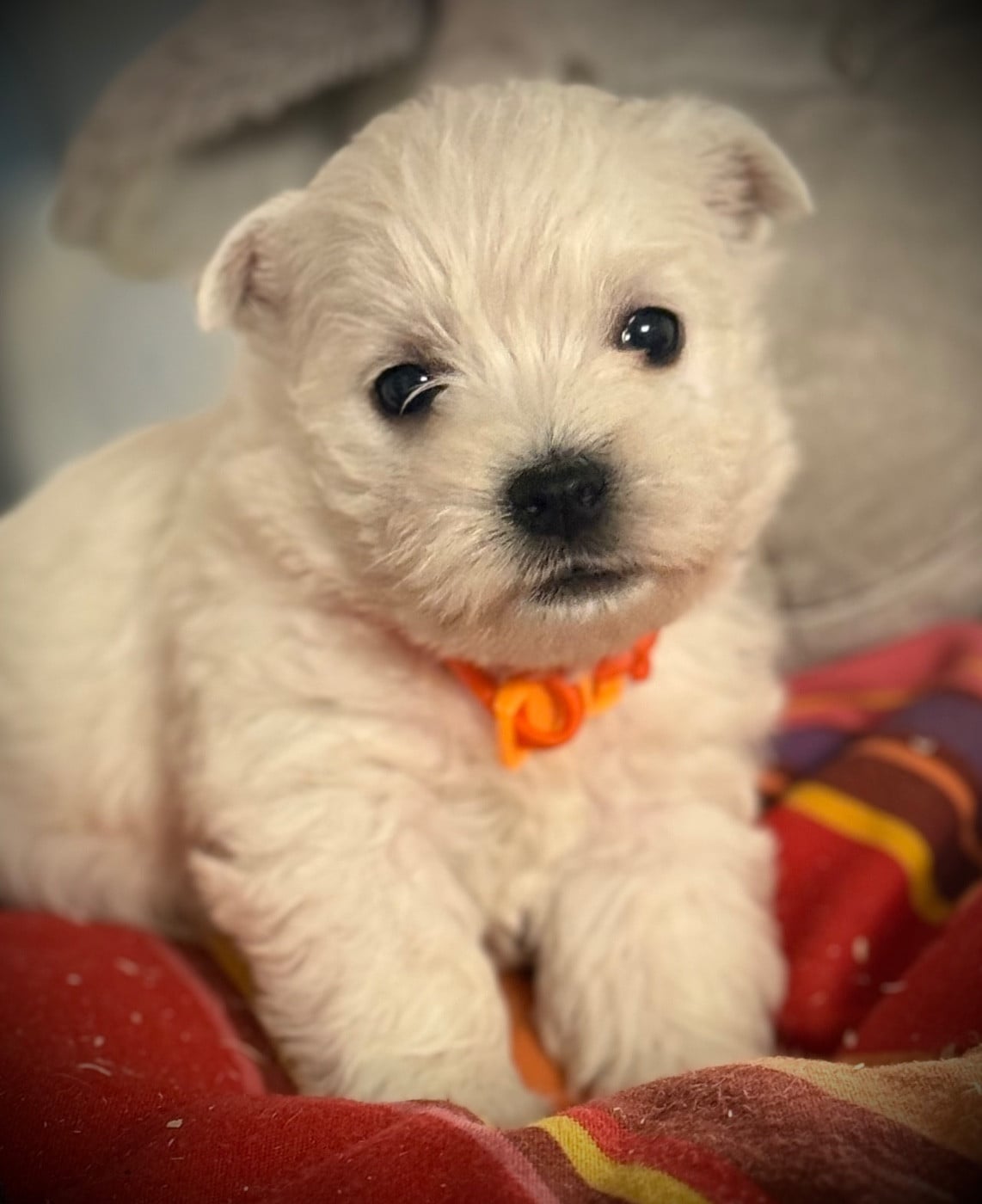 BARNEY (Collier orange)