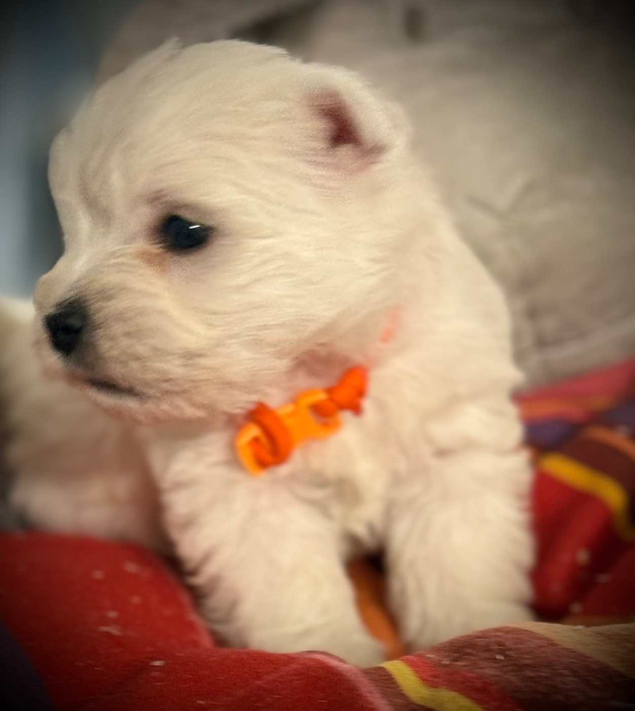 BARNEY (Collier orange)