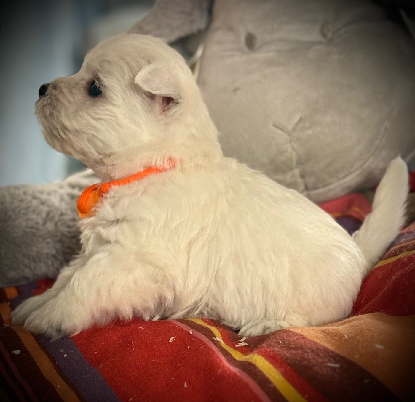 BARNEY (Collier orange)