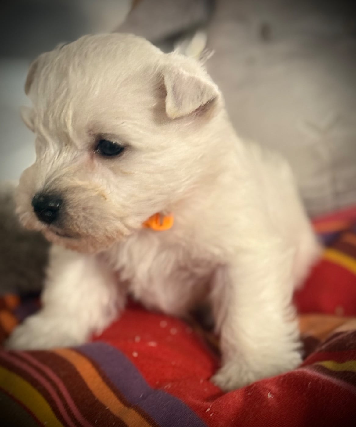 BOUNTY (Collier orange/jaune)
