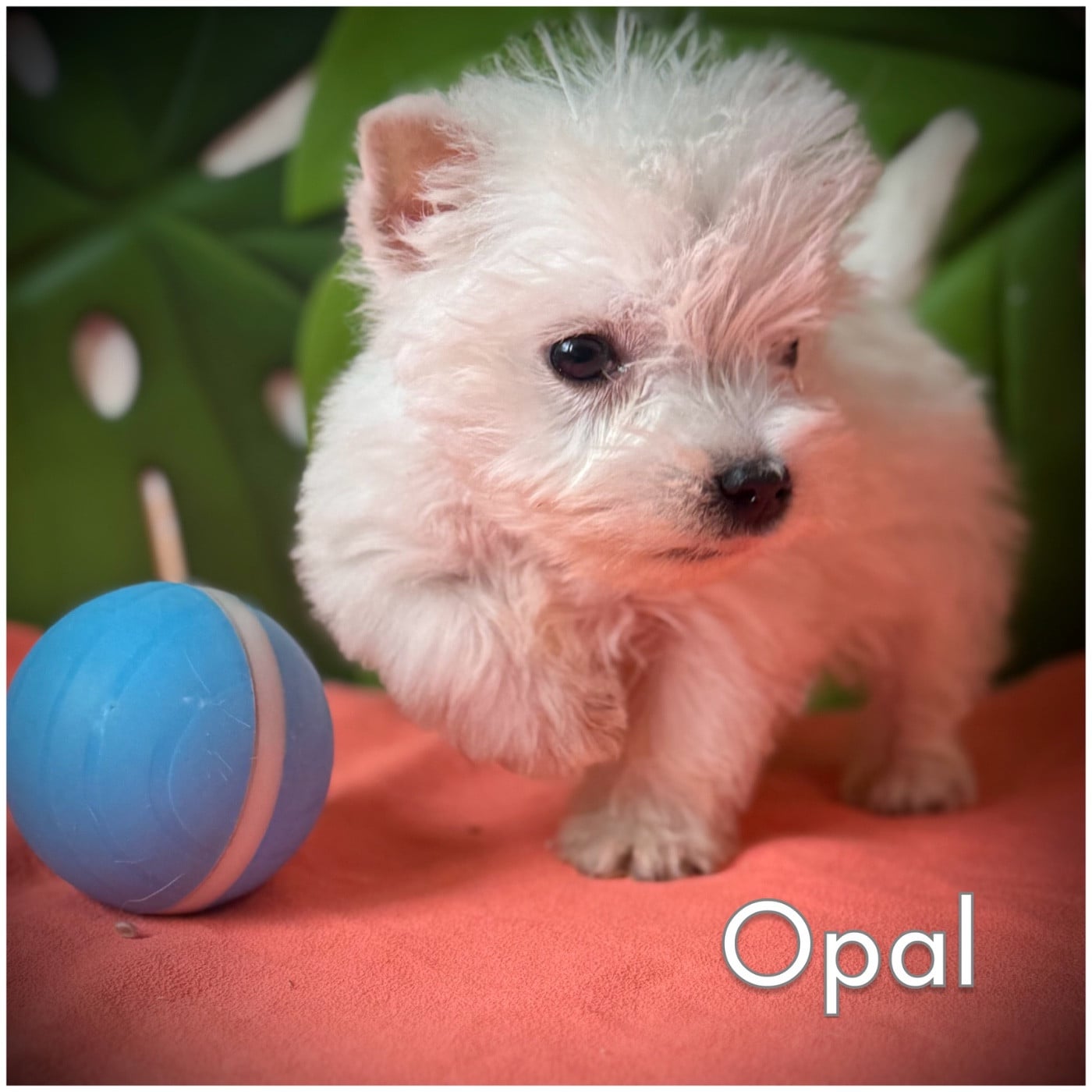 BE-OPAL (sans collier)