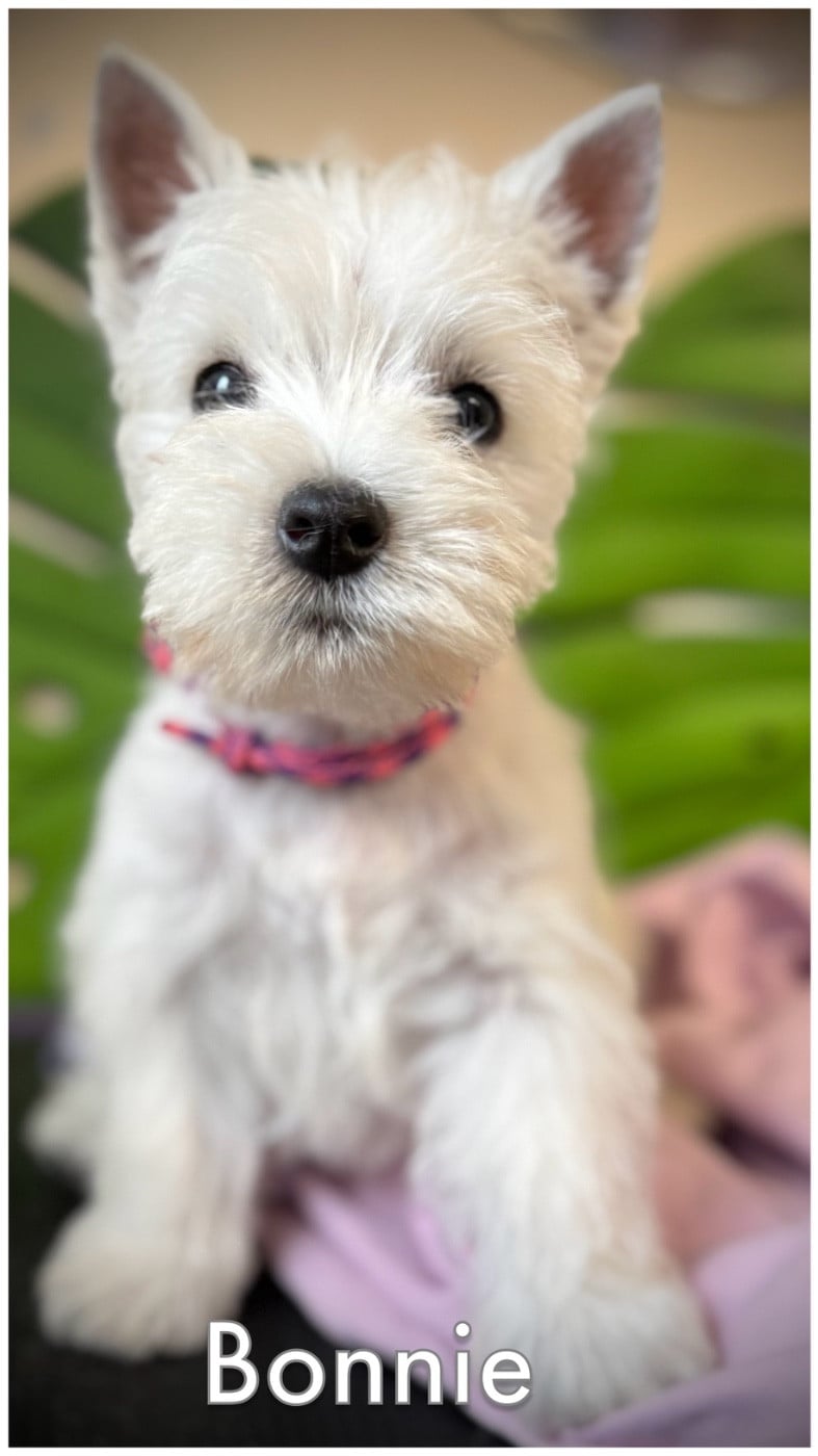 BONNIE (collier violet/rose)