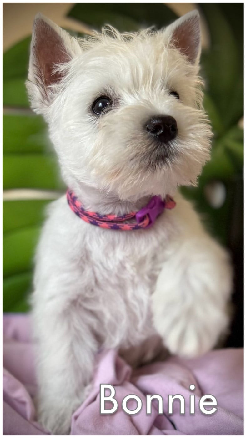 BONNIE (collier violet/rose)