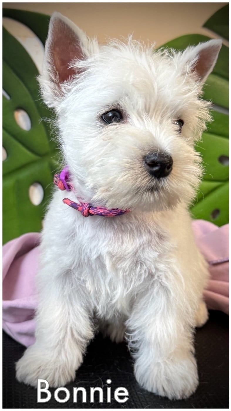 BONNIE (collier violet/rose)
