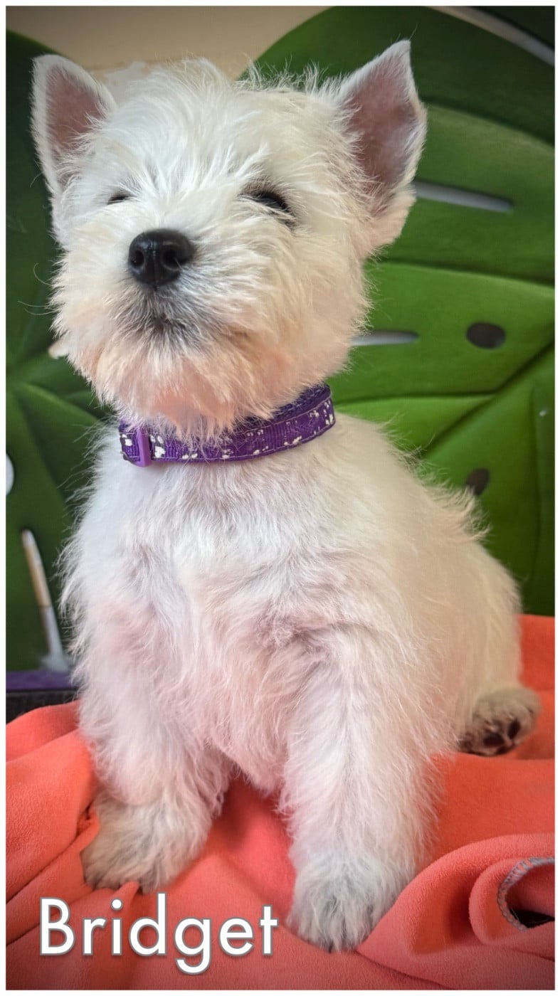 Bridget (Collier rose/vert devenu violet)
