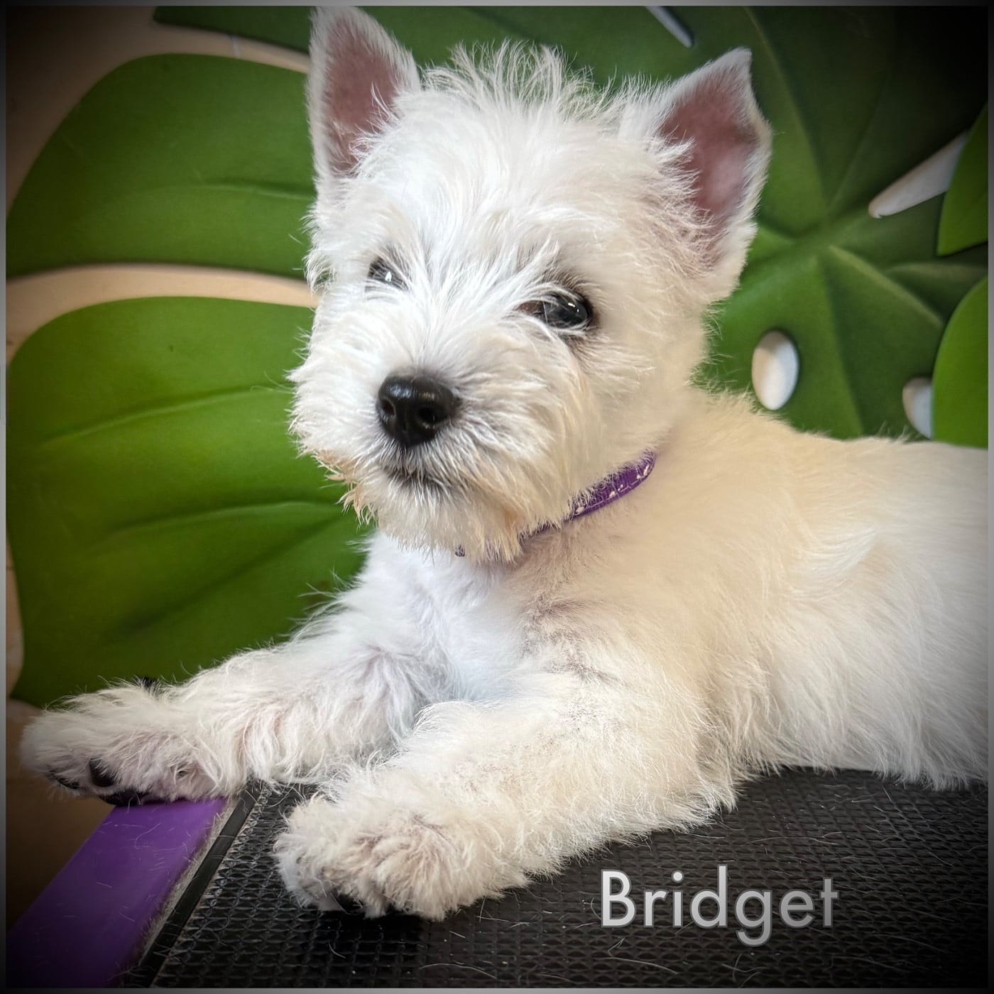 Bridget (Collier rose/vert devenu violet)