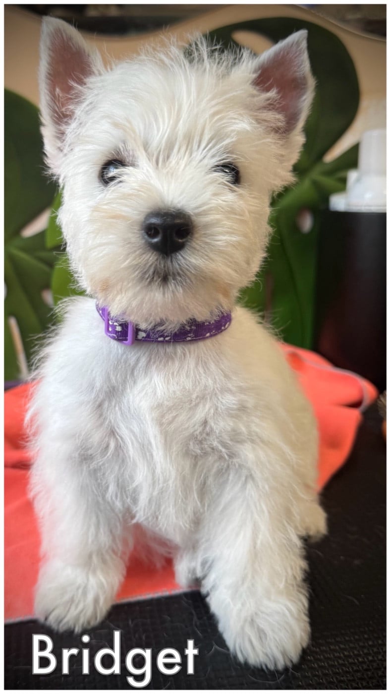 Bridget (Collier rose/vert devenu violet)