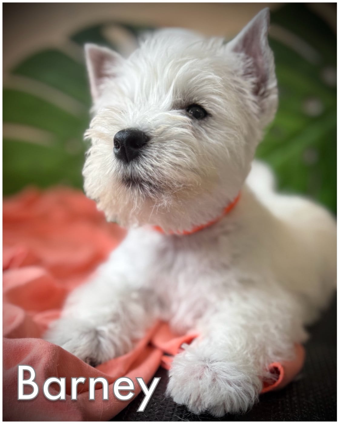 BARNEY (Collier orange )