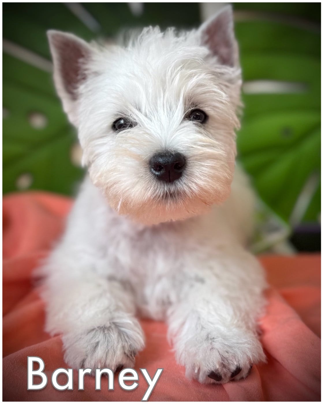 BARNEY (Collier orange )