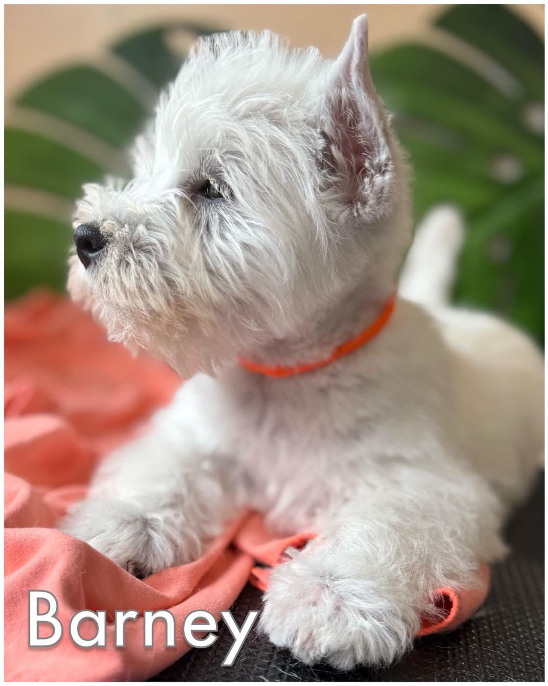BARNEY (Collier orange )