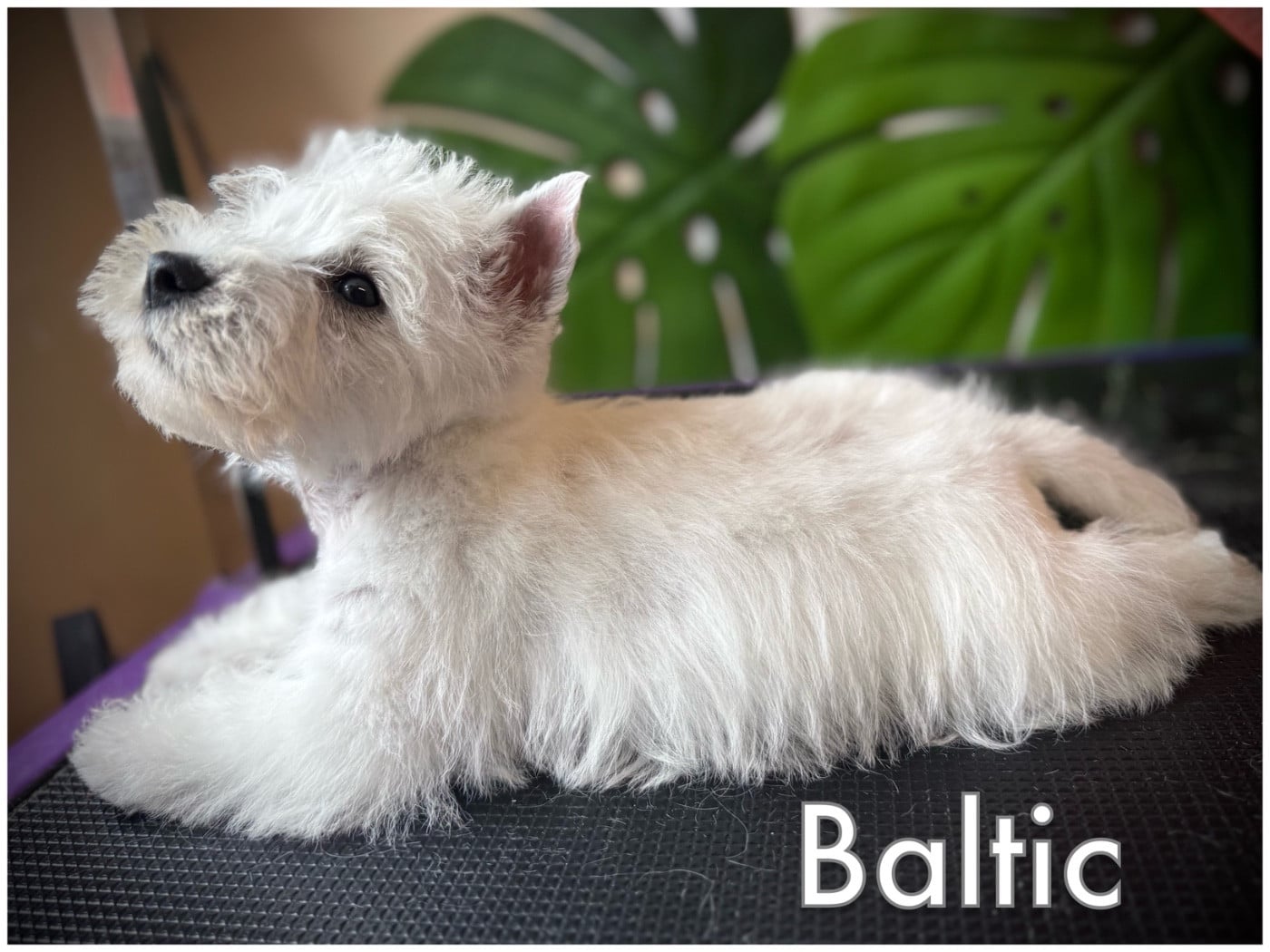 BALTIC (Collier vert pomme)