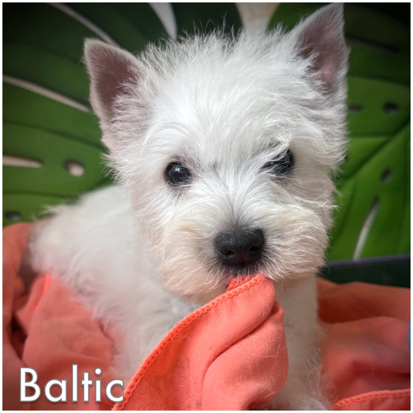 BALTIC (Collier vert pomme)