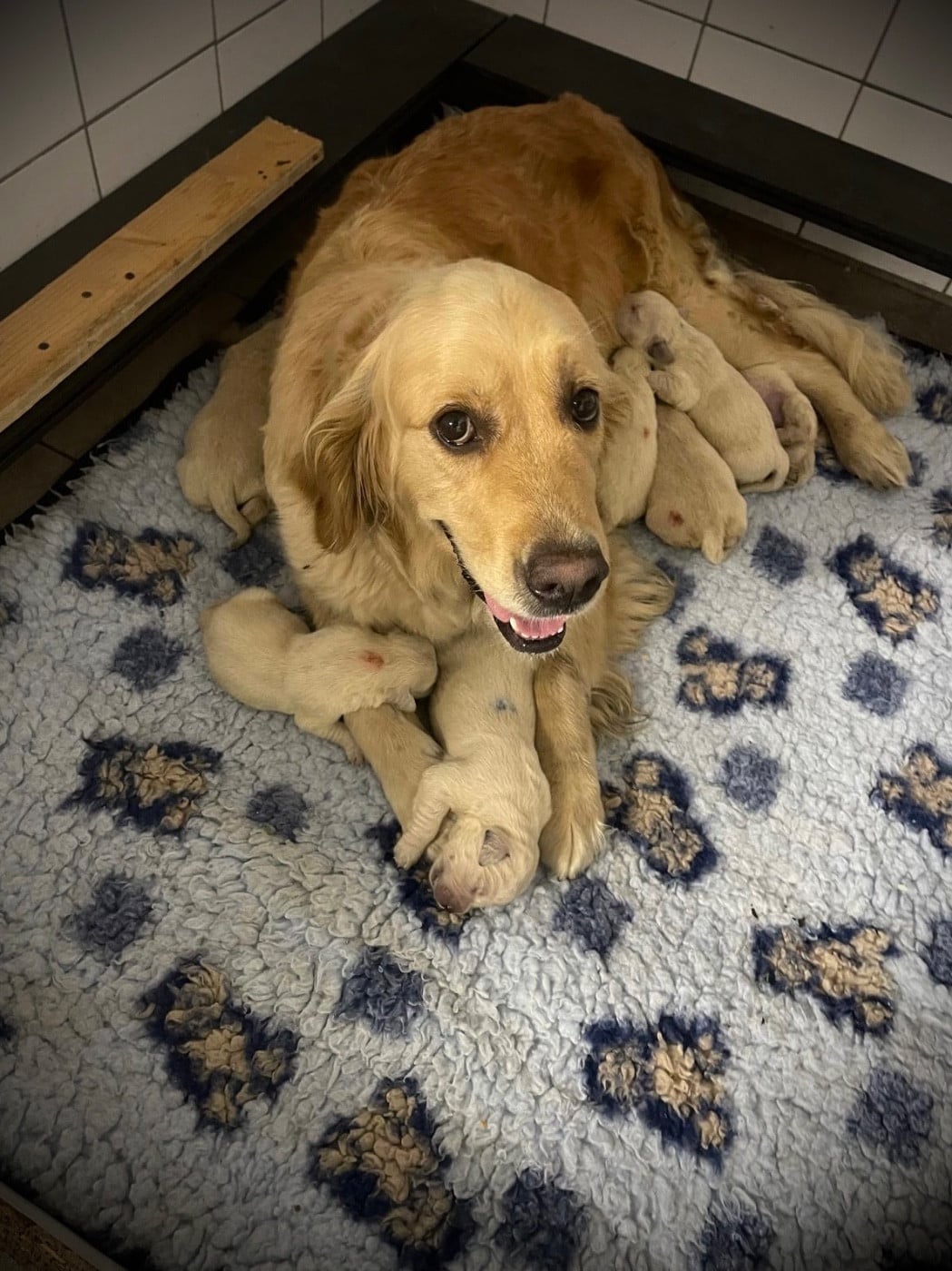 Golden Retriever - De La Douce Source