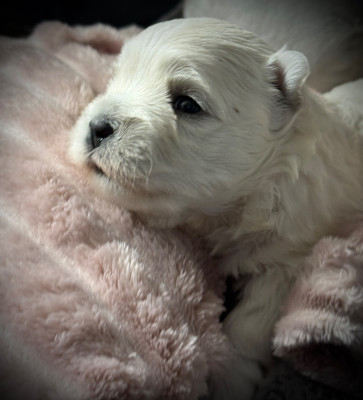 Les chiots de West Highland White Terrier