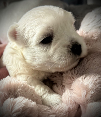 Les chiots de West Highland White Terrier