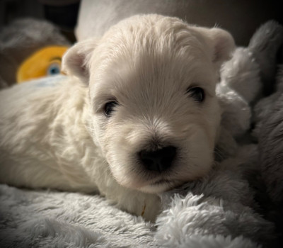 Les chiots de West Highland White Terrier