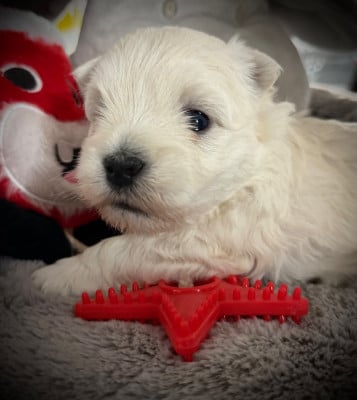Les chiots de West Highland White Terrier