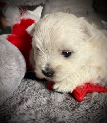 Les chiots de West Highland White Terrier