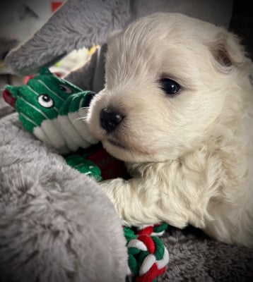 Les chiots de West Highland White Terrier