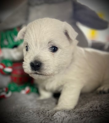 Les chiots de West Highland White Terrier