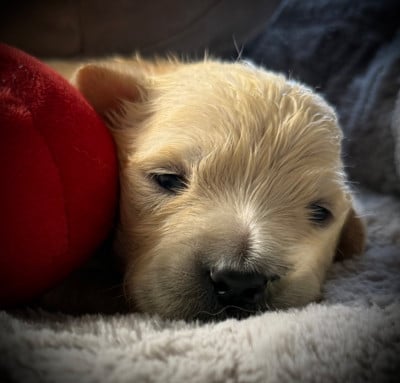 Les chiots de Golden Retriever